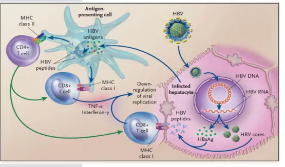 Figure 4. Réponse lymphocytaire contre le VHB (Don Ganem, New. Eng. J. Med. 2004) 