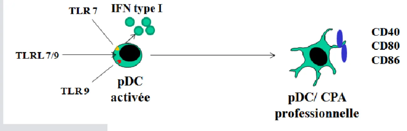 Figure 7. Activation et différentiation des pDCs par les ligands des TLR7 et TLR9   