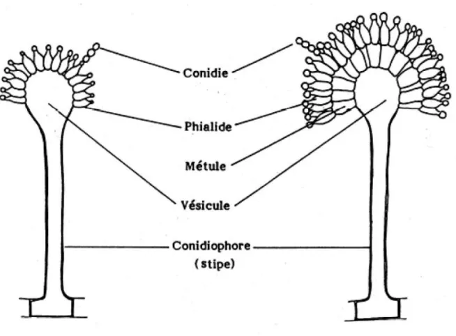 Figure   1 : structure microbiologique de l’espèce Aspergillus 