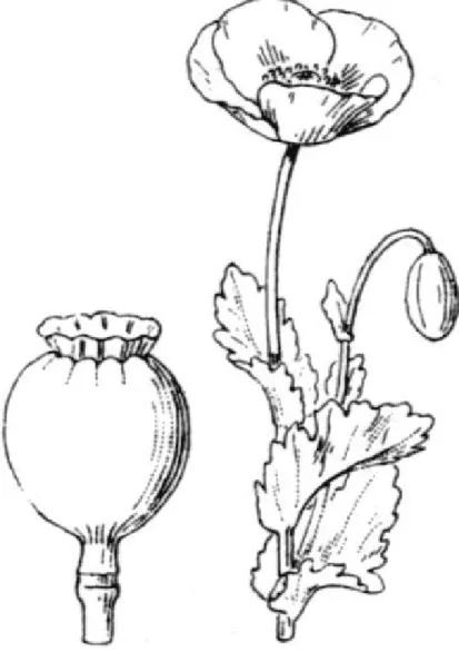 Figure 1 : Papaver somniferum L., Hippolyte Coste - Flore descriptive et illustrée de la France, de la Corse et des  contrées limitrophes, 1901-1906 
