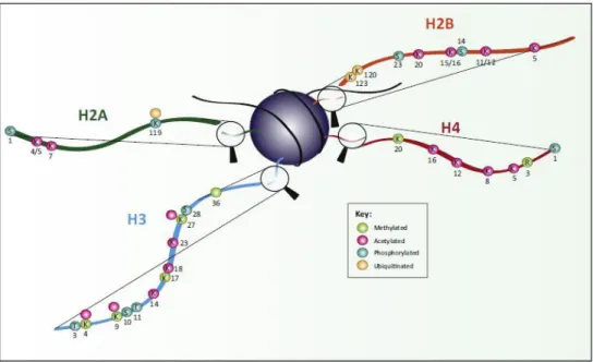 Figure 2: Schematic representation of post-translational modifications of histone tails