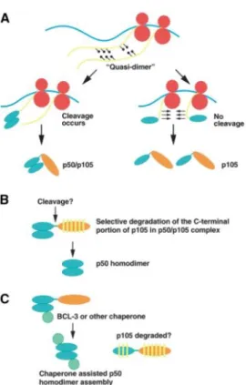 Figure  20:  Models  of  p50  homodimer  formation.  Co-translational  dimerization facilitates  the formation of p50-p105 heterodimer (A) which is followed by the formation p50 homodimer  by either selective cleavage (B) or by chaperone assisted p50 homod