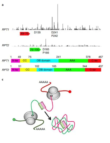Figure  32:  An  example  of  ribosome  pausing  during  co-translational  assembly  from  (Panasenko et al