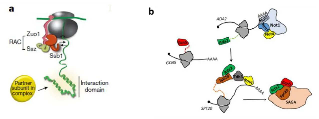 Figure  34:  Chaperones  assisting  co-translational  assembly  in  yeast.  a)  Schematic  illustration of chaperones associated with ribosome bound nascent protein chain in yeast