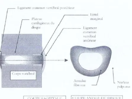 Fig 1: Anatomie lombo-sacrée du disque