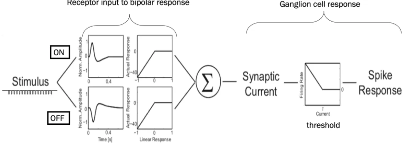 Figure 4 Schematic description of the dual LN-Model. The stimulus is passed through a ‘linear-nonlinear’ processing step  existing in two parallel versions to simulate bipolar cell responses corresponding to the stimulus