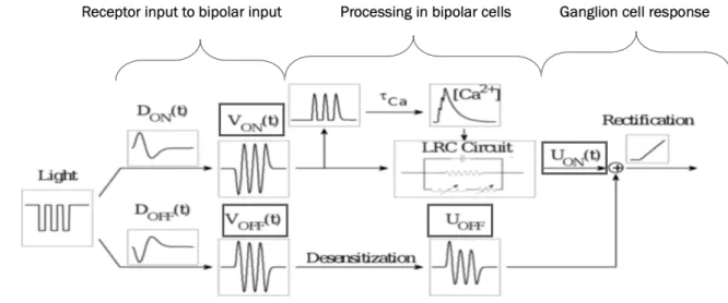 Figure 5 Schematic description of the calcium-tuned Oscillator model. The stimulus is passed through a linear filtering step  existing in two parallel versions to simulate somatic bipolar cell responses corresponding to the stimulus