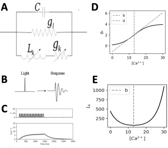 Figure 6. The LRC circuit and its properties. A. Schematic description of the LRC circuit with a parallel capacitance  C, a passive  conductance g and a series of a time varying conductance g k  and L k 
