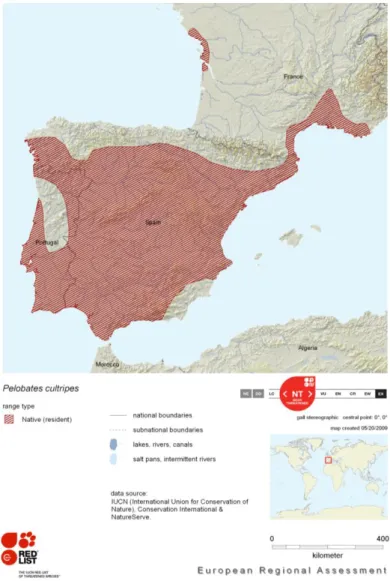 Figure 1.1 : Répartition géographique et statut du Pélobate cultripède (Source :  IUCN, 2009)