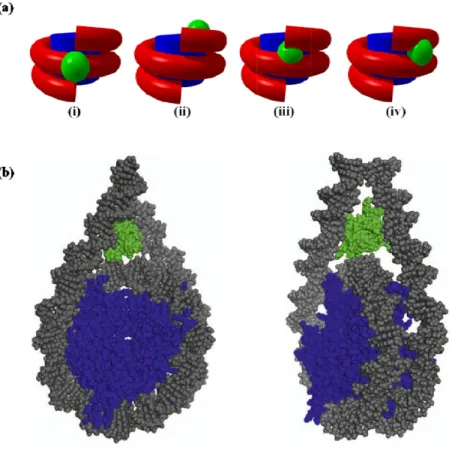 Figure 7: Different models of H1 binding to nucleosome. (a) Simplified models showing the interaction of  H1 globular domain with nucleosome, (i) Symmetrical model, (ii) asymmetrical model, (iii) asymmetrical  DNA gyres model and (iv) bridging model