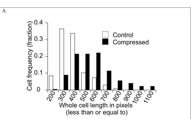 Figure 3.2.  Both control and compressed 67NR cells at the leading edge of the 