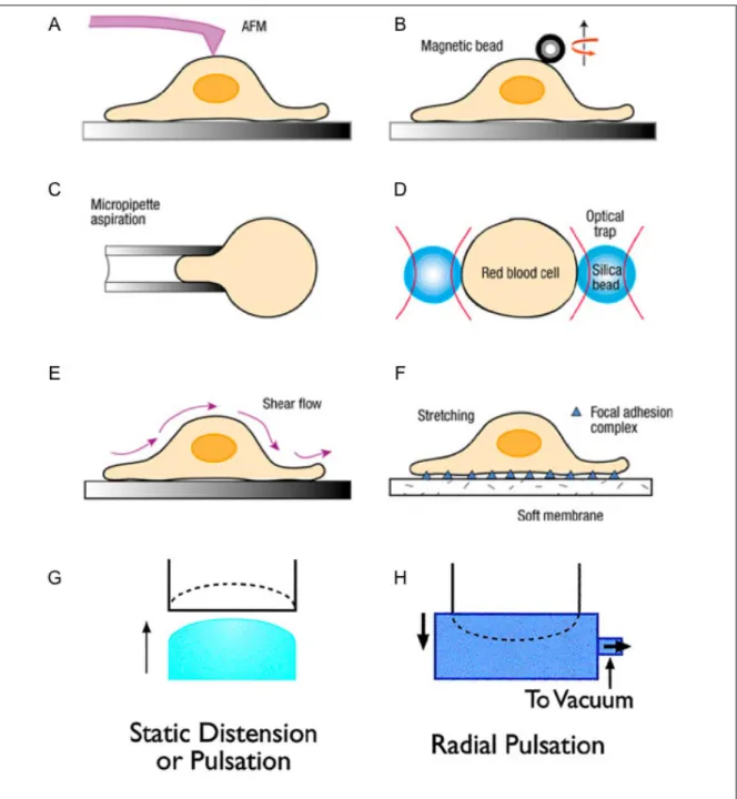 Figure 1.1. Schematic representations of different experimental techniques used to  apply mechanical stimulation to living cells