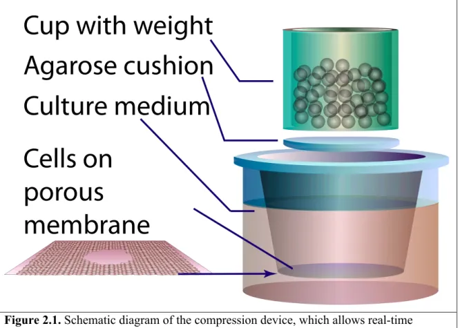 Figure 2.1. Schematic diagram of the compression device, which allows real-time  monitoring of cell migration exposed to a constant loading force