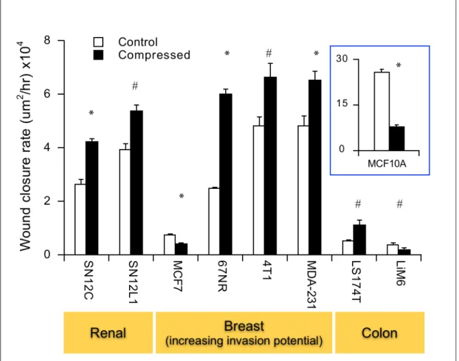 Figure 2.3.  Compressive stress induces faster cell migration in multiple cancer cell  lines, particularly more aggressive breast cancer cell lines