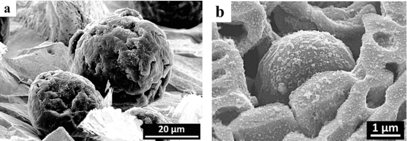 Figure 2. SEM observations after deep etching of R-1 alloy (a) and of as-cast C-1 alloy (b).