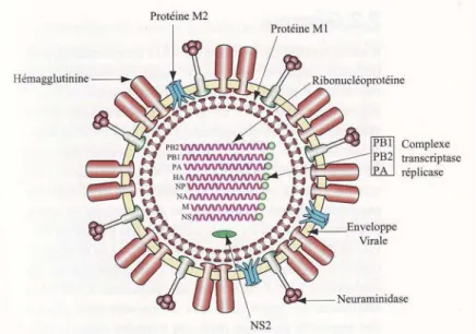 Figure 1 : Schéma de la structure des virus grippaux de type A  7,10 . 