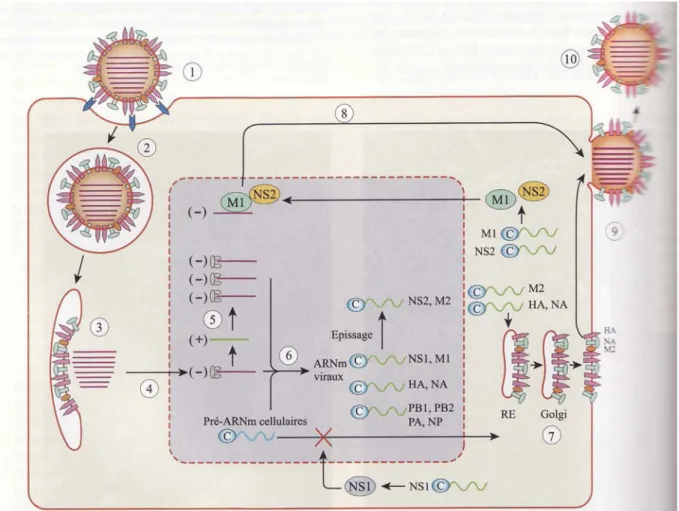Figure 2 : Cycle de réplication du virus grippal  7,23
