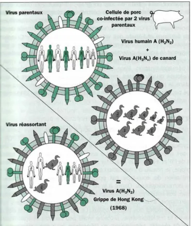 Figure 3 : Scénario d’un mécanisme du réassortiment génétique des virus grippaux et genèse  de nouveaux sous-types de virus de type A  6