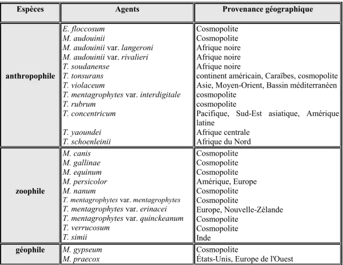 Tableau VII : Répartition des principaux dermatophytes selon l'origine géographique. 