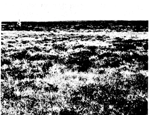 Figure 2. Gras s -covered Hummocks