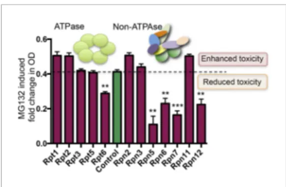 Figure supplement 1. Proteasome subunit DAmP strains and the BY4741 control strain were grown in YPD media and OD600 was measured after 48 hr.