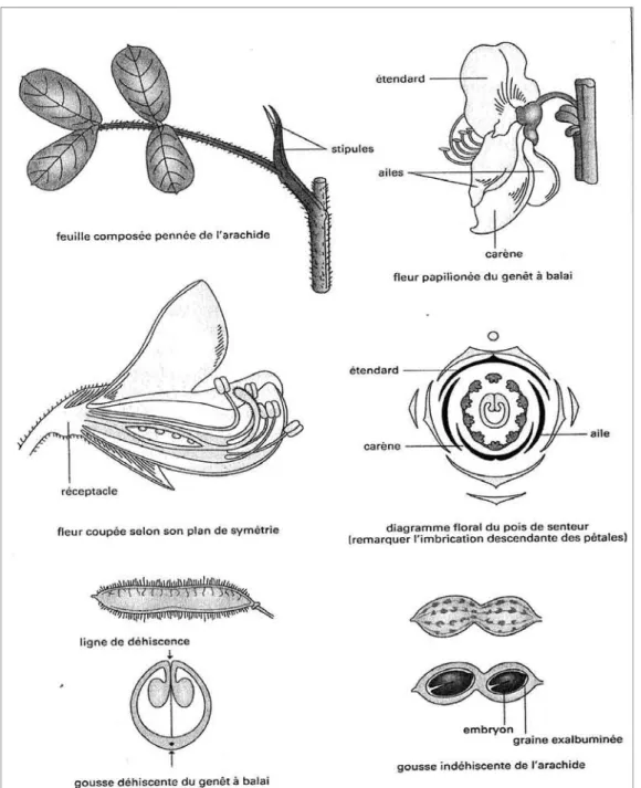 Figure 1 : Caractères botaniques des Faboideae. [17]