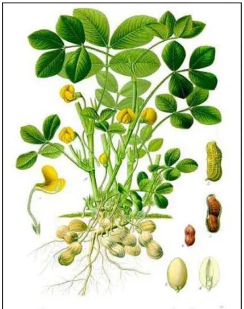 Figure 2 : Arachis hypogaea L.. [120] 