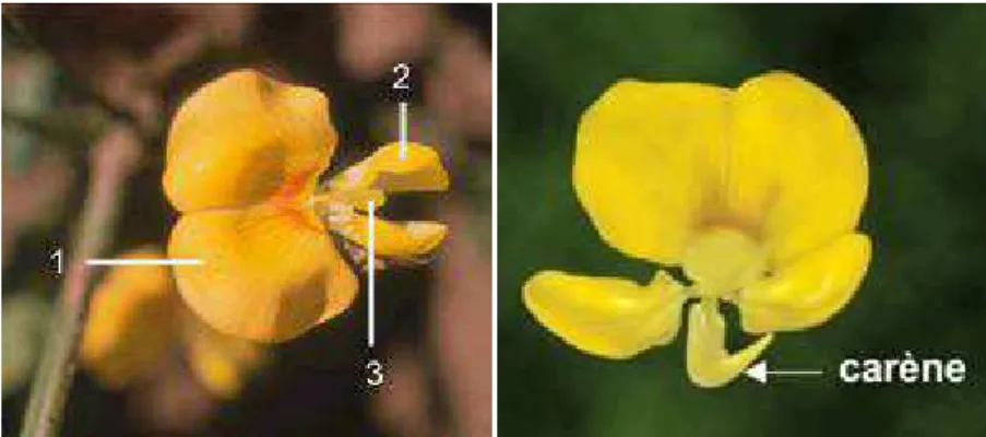 Figure 6 : Corolle de la fleur d’arachide : l’étendard (1), les deux ailes (2), la carène (3)
