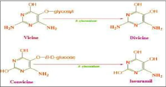 Figure 19 : Vicine et convicine et leurs aglycones divicine et isouramil. [50] 