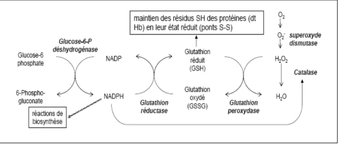 Figure 20 : Système de défense de la cellule contre le stress oxydatif par une cascade de réactions débutant  par l’action de la G6PD