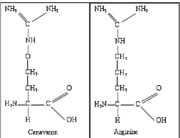 Figure 21 : Structure chimique de la canavanine comparée à celle de l’arginine. [169]  