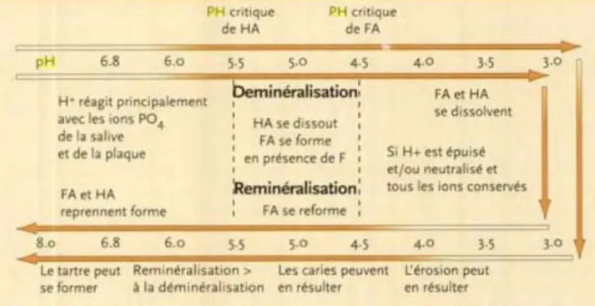 Figure 18 : Cycle de déminéralisation - reminéralisation, H : hydroxy-, F : fluoro-, A : apatite, d’après Mc Intyre  J., 1998