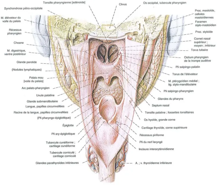 Figure 6 : Face ant érieure du Larynx ( vue postérieure)