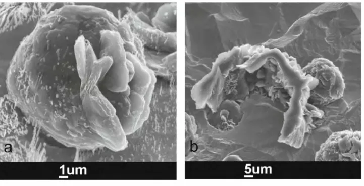 Figure 5: SEM micrographs of the sample SG-Pb after deep-etching 