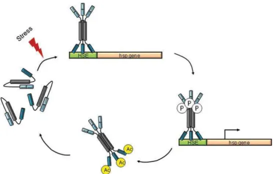 Figure 22 : Activation de la réponse cellulaire au stress par HSF1 