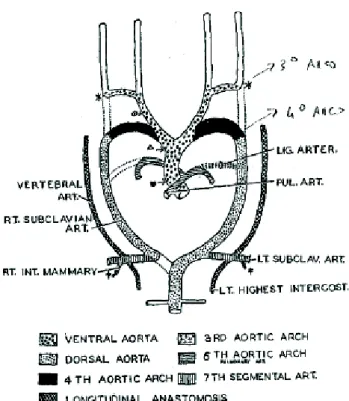 Figure 1. Phylogénétique : Artères coronaires et artères mammaires internes. 