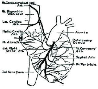 Figure 2.  Artère cardio-médiastinale 