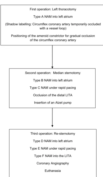 Fig. 2. Consort diagram of the experimental study.