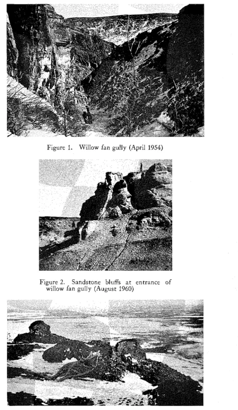 Figure  2.  Sandstone  bluffs  a t   entrance  of  willow  fan  gully  (August  1960) 