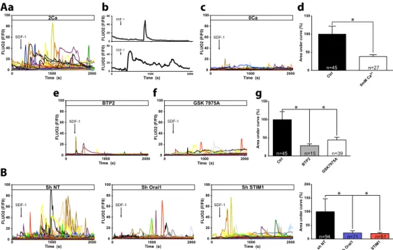 Figure  1.  Stromal  Derived  Factor  1  (SDF-1)  provokes  an  intracellular  Ca 2+   response  in  the  HLY-1  diffuse large B cell lymphoma (DLBCL) cell line involving intracellular Ca 2+  pool mobilization and  Orai1/STIM1  extracellular  Ca 2+   influ