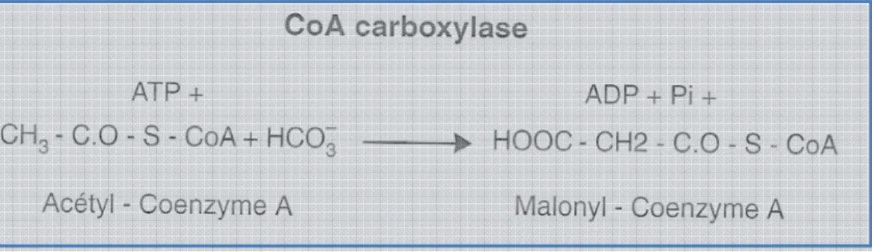 Figure 8 : Réaction catalysée par l’acétyl-coenzyme A carboxylase. Source : REGNAULT- REGNAULT-ROGER C