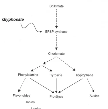 Figure 9 : Site d’action du glyphosate dans la voie du shikimate. Source : REGNAULT- REGNAULT-ROGER C