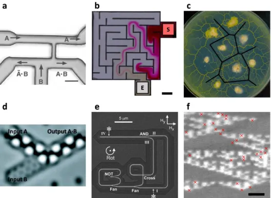 Figure  1.3  Examples  of  unconventional  computing  systems.  (a)  Microfluidic  bubble  AND/OR  gate