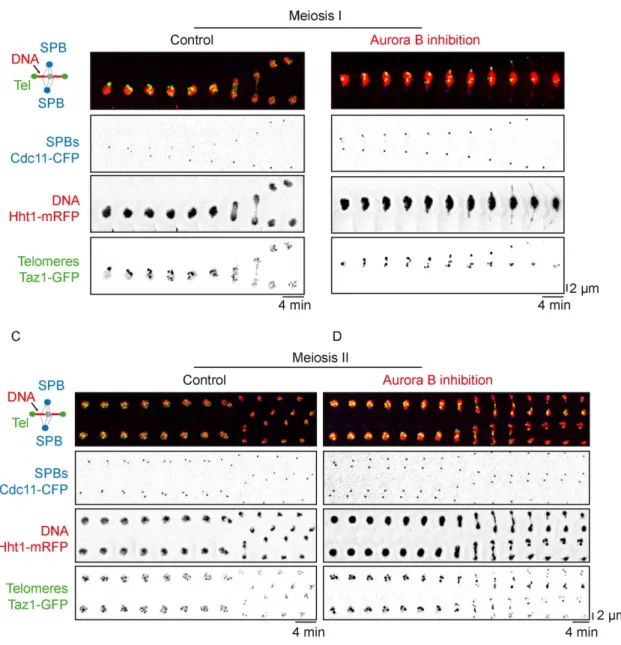 FIGURE 3:   Aurora kinase is required for the separation of chromosome arms in meiosis I but not in meiosis II