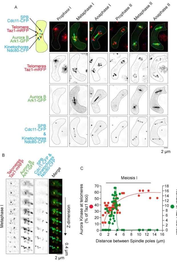 FIGURE 4:   Aurora kinase localizes to telomeres during metaphase I but not during metaphase II