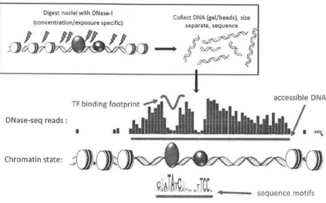 Figure  1-1:  Schematic  depiction  of  DNase-seq  protocol  resulting  in  characteristic patterns  of accessiblity  and  transcription  factor  induced  protection
