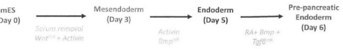 Figure  1-2:  Cell  identities  explored  within  our  pancreatic  differentiation  system