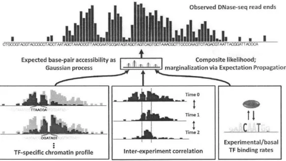 Figure 2-1:  Overview of the PIQ generative  model.  The Gaussian process  ties together the  TF  and  inter-experiment  effects,  generating  a  correlated  latent  state  from  which reads  are  drawn