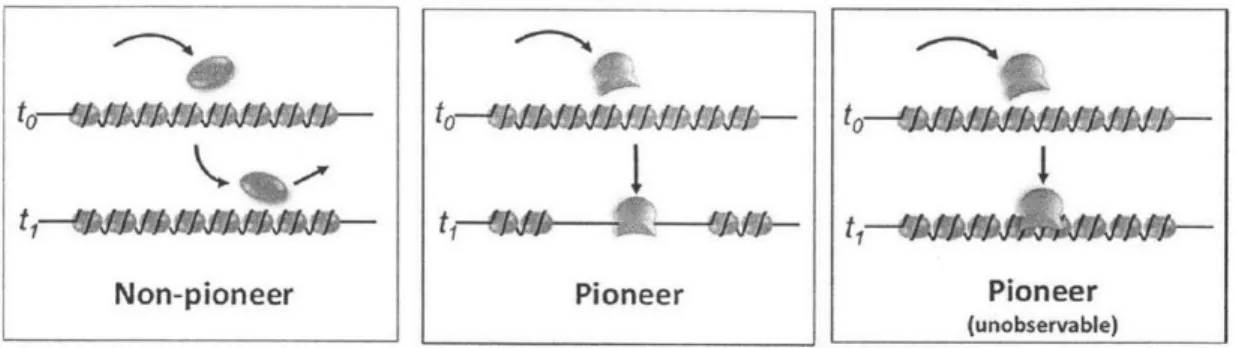 Figure  2-3:  Classification  of  transcription  factors:  Non-pioneers  bind  only  at  open chromatin,  Pioneers  can  bind  regardless