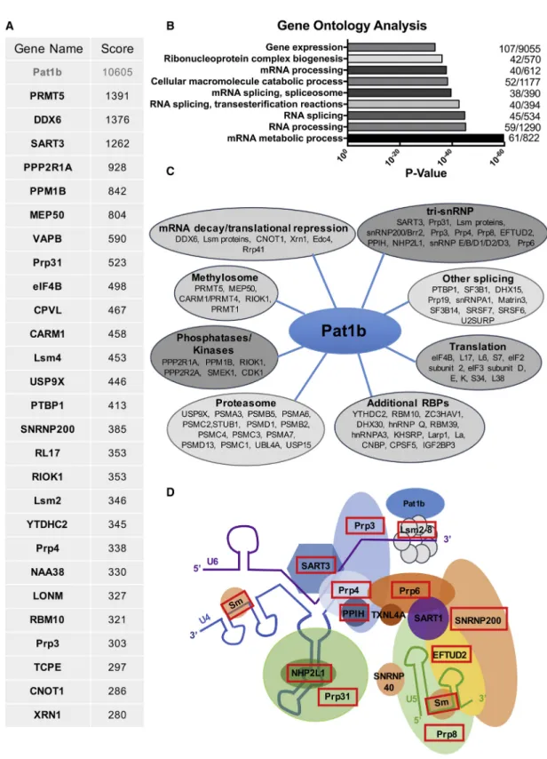 Figure 1. Pat1b Interactome Analysis